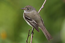 An alder flycatcher perched on a small tree branch