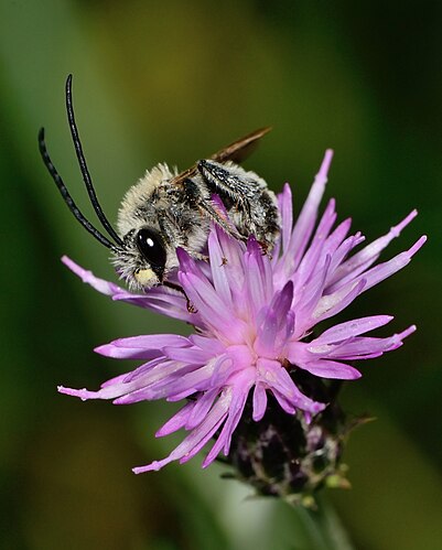 Пчела Eucera cinnamomea на цветке Чертополоха серебристого (Carduus argentatus)