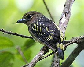 Яванский рогоклюв (Tyrannus tyrannus)