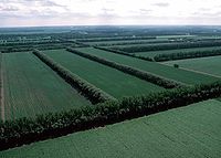 Aerial view of field windbreaks in North Dakota