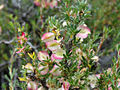 Flores silvestres a la orilla del Río Laja