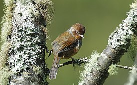 Тайваньская сибия (Actinodura morrisoniana)