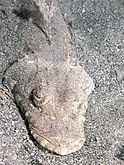 The fringe-lipped flathead is found in estuaries
