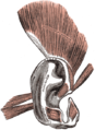 عضلات صيوان الأذن.