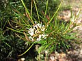 Grevillea neurophylla Сделано