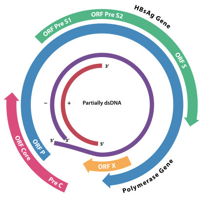 (en) Schéma du génome du HBV montrant le gène de la protéine HBsAg en vert (ORF S).