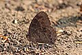 Himalayan common bushbrown (M. p. blasius) dry season form