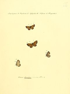 Description de l'image Hubner1821SammlExotSchmett2Plate13.jpg.