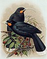 Гуйя из A History of the Birds of New Zealand, 1888