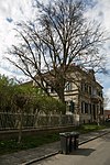 Blutbuche (Fagus sylvatica atropurpurea)