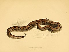 Bitis cornuta