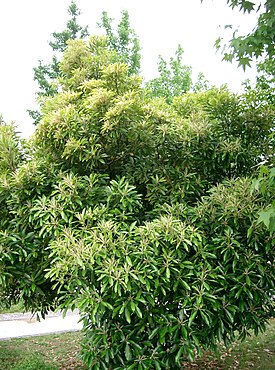 Lithocarpus edulis — Литокарпус съедобный