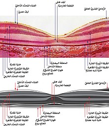 macula histology (OCT)