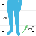 Size comparison of a Mouse lemur to a human