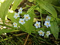 Myosotis scorpioides