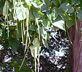 Bean-like seed pods and leaves of the Northern Catalpa