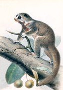 Drawing of gray lemur