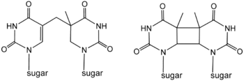 Photodimers