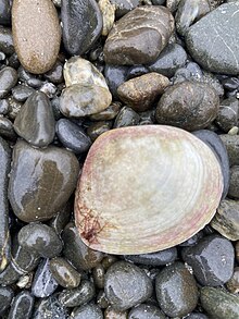 A photo of a Pseudarcopagia disculus surf clam from NZ