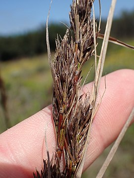 Flowering head