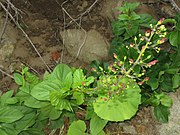 花序軸は四角で太く、花柄も太く腺毛が生える。