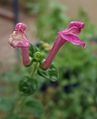 Scutellaria suffrutescens