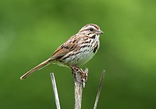 A song sparrow perched on the top of an upward-facing twig