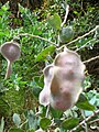 Acacia podalyriifolia seedpods