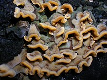 Stereum hirsutum - false turkey tail