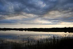 Mustjärv.