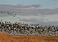 A flock of barnacle geese