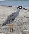 Yellow-crowned night heron (Nycticorax violaceus)