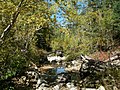 The Bear and Beaver Gulches Botanical Area