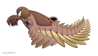 The anomalocaridid Peytoia, a Cambrian invertebrate, probably an apex predator