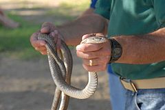 Description de l'image A Guantanamo snake.jpg.