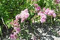 Ageratum corymbosum (Sottotribù Ageratinae)