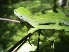 Description de l'image Auckland green tree gecko.jpg.