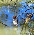 Common pochard, a kind of diving duck