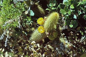 Bergerocactus emoryi