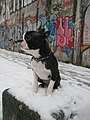 Black and Brindle Boston Terrier pup, 6 months, 9lbs