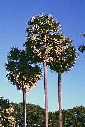 Palmyrapalmu (Borassus flabellifer)