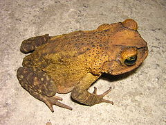 Description de l'image Bufo taladai01.jpg.