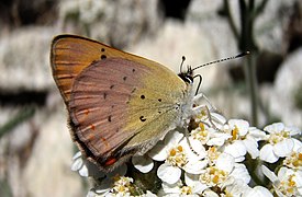 雪簾灰蝶 Lycaena nivalis