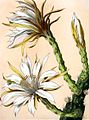 Cereus repandus