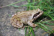 File:CommonFrog.jpg (Common Frog)