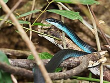 Common tree snake, a blue variation, Cairns, Queensland