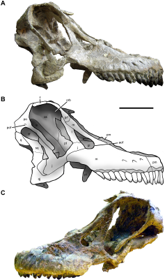 Череп Sarmientosaurus