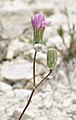 Crepis purpurea — Лагозерис пурпуровый