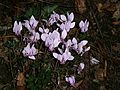 Cyclamen hederifolium clump