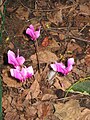 Cyclamen hederifolium 'Amaze Me'